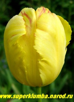 Тюльпан ТЕКСИС ГОЛД (Tulipa Texas Gold) попугайный, крупный ярко желтый , красиво изрезанные лепестки в начале цветения с зелеными штрихами позже с оранжевыми отблесками ; среднепоздний , высота до 50 см. НЕТ В ПРОДАЖЕ