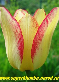 Тюльпан МАРЖОЛЕТТИ (Tulipa marjolettii).  Хамелеон!  Видовой красивый тюльпан, с характерной лилиецветной формой бокала. Хамелеон, распускается лимонно-кремовым, постепенно по краю лепестков появляется малиновая штриховка, постепенно заполняющая весь цветок. Среднего срока цветения. Высота цветоноса до 50 см. НОВИНКА! ЦЕНА 100 руб (1 лук)