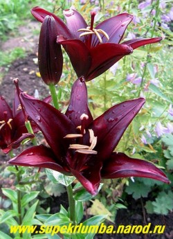 Лилия ЛАНДИНИ (Lilium  Landini)  Азиатский гибрид. Цветок темнокрасного почти черного цвета. Цветки направлены вверх, трубчатой формы с узкими лепестками, цветок 8-15 см. Высота 60-90 см. НЕТ  В ПРОДАЖЕ