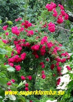 куст РОЗЫ "ЭКСЕЛЬЗА" (Excelsa) в саду. Цветет однократно , несколько позже чем основная масса плетистых сортов.  ЦЕНА 500 руб 4-5 ЛЕТКА)