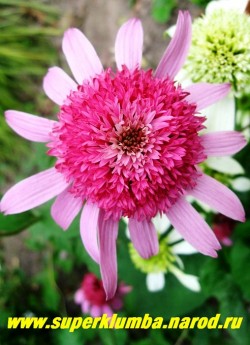 Эхинацея "ПИНК ДАБЛ ДЕЛАЙТ" (Echinacea "Pink Double Delight") крупный насыщенно-розовый цветок с махровым центром и расположеной в горизонтальной плоскости юбочкой из язычковых цветов , высота 50-70см, цветет июль-сентябрь. НЕТ В ПРОДАЖЕ