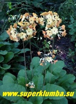 ПРИМУЛА ФЛОРИНДЫ (Primula f florindae x waltonii) редкий гибрид видовой примулы с оранжевыми бутонами и лимонно-кремовыми цветами на высоких до 30см цветоносах, цветет июль-август.  Ароматная! РЕДКОЕ! ЦЕНА 350 руб (штука)