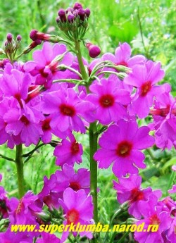 Примула японская "СВЕКОЛЬНАЯ" (Primula japonica) высота до 30 см, цветы собраны в многоярусное соцветие (5-7 ярусов), цветет июнь-июль, ЦЕНА 200 руб (штука)