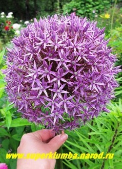 ЛУК ГЛОУБМАСТЕР (Allium Globemaster) Соцветие крупным планом. Исключительно хорош для сухих букетов и украшения цветника. Настоящий гигант среди луков и живой магнит для бабочек! ЦЕНА  350 руб