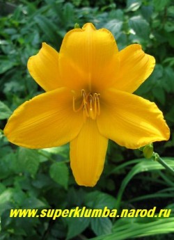 Лилейник АТЕН (Hemerocallis Aten) поздний, насыщенный яично- желтый цвет, шелковые лепестки, диаметр цветка до 13 см, цветение в  августе, высота до 70 см, ароматный. ЦЕНА 200 руб (1 шт) или 350 руб (кустик из 3 шт)