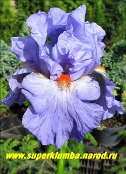 Ирис СУПЕРМЭН (Iris Super Man) гофрированные небесно-синие цветы с яркой красной бородкой. Награды: НМ-89 Обильно цветущий: на цветоносе до 10 бутонов. Срок цветения средний. НОВИНКА! ЦЕНА 400 руб  НЕТ НА ВЕСНУ