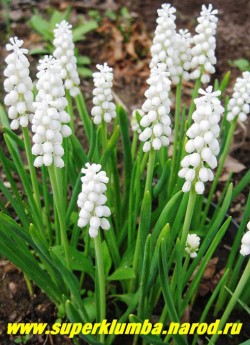 МУСКАРИ ГРОЗДЬЕВИДНЫЙ "Альбум" (Мuscari botryoides var. album)  чистобелые цветы собраны в высокие узкие  соцветия кисти, высота 10-15см, цветет в мае 15-20 дней. ЦЕНА 150 руб (5 шт)