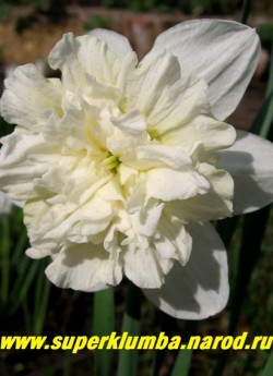 Нарцисс "АЙС КИНГ" (Narcissus "Ice King") Нарцисс с махровой трубкой . Лепестки околоцветника цвета слоновой кости. Коронка чашевидная, с отогнутыми краями, плотно набитая сильно изрезанными кремово-желтыми сегментами, к концу цветения белеющими. Цветонос 35-40 см . Средний срок цветения. ЦЕНА 100 руб (1 шт)