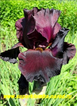 Ирис БЭК ИН БЛЭК (Iris Back In Black) бархатистый насыщенный черный с вишневым оттенком. Бородка темновишневая с золотистыми кончиками. Лепестки слегка гофрированы. Высота 90 см. Среднепозднего срока цветения. НОВИНКА!  ЦЕНА 300 руб