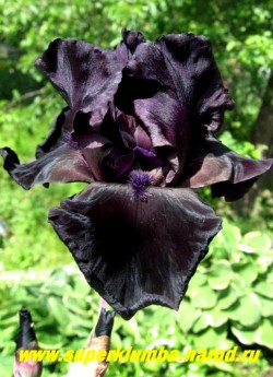 Ирис БИФО ДЕ ШТОРМ (Iris Before The Storm)  пока непревзойденный почти абсолютно черный цвет!  Лепестки   бархатные, характерная "рубленая" форма цветка, обильноцветущий и неприхотливый сорт. Цветет июнь-июль, высота до 80 см. Награды: HM- 91, AM -93, WM-95, DM-96. ЦЕНА 300 руб (1 шт)  или 600  ( куст )