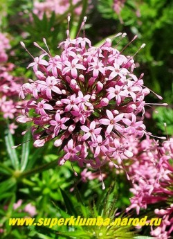 ФУОПСИС ДЛИННОСТОЛБИКОВЫЙ (Phuopsis stylosa) Соцветие крупным планом. Соцветия в форме маленьких звездочек, собранные в полукруглые зонтики, розовые, с запахом.  НЕТ В ПРОДАЖЕ
