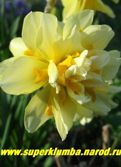Нарцисс "ТЕХАС" (Narcissus "Texas") махровый, доли околоцветника лимонно-желтые, выросты долей более темные желто-оранжевые. Диаметр цветка 8-9 см. форма цветка шаровидная. Цветонос прочный, высотой до 40 см, среднего срока цветения. НЕТ В ПРОДАЖЕ