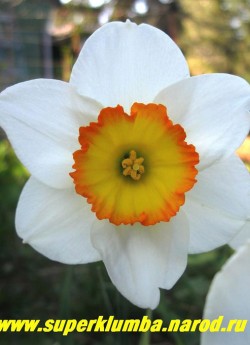 Нарцисс "ФЛАУЭР РЕКОРД"  (Narcissus "Flower Record") крупнокорончатый, сливочные лепестки околоцветника и гофрированная желтая с красно-оранжевым краем коронка, ранний, высота до 40 см , прекрасная срезка, НЕТ В ПРОДАЖЕ