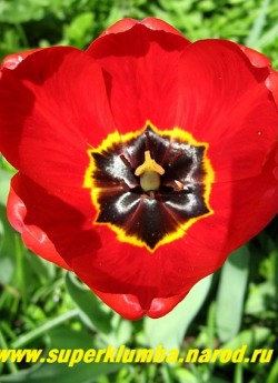 Тюльпан ПАРАД (Tulipa Parad), фото в раскрытом виде. На солнце раскрывается, открывая красивую черную с желтым кантом середину, высота 60-70 см, самый ранний ЦЕНА 150 руб (3 лук).