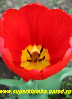 Тюльпан ОКСФОРД (Tulipa Oxford)  класс "Дарвиновы гибриды", ярко красный с желтой серединой , шелковыми лепестками, очень крупный до 12 см бокал, на солнце раскрываются, открывая красивую желтую серединку, высота 60-70 см, самый ранний.  Бессменный фаворит весеннего сада! ЦЕНА 150 руб (3 лук).