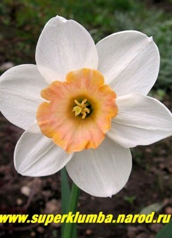 Нарцисс "ЭКСЕНТ" (Narcissus "Accent") Крупнокорончатый. Околоцветник белый, коронка в начале цветения ярко-розово-оранжевая, затем становится ярко-розовая. Диаметр цветка 9 см, цветонос 30 см. Ранний. НЕТ В ПРОДАЖЕ