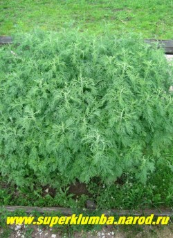ПОЛЫНЬ ЛЕЧЕБНАЯ или БОЖЬЕ ДЕРЕВО (Artemisia abrotanum) очень декоративный и лечебный кустарник , высота до 1,5м, форма и размер куста легко регулируется обрезкой, ЦЕНА 250-350 руб (3-5 летки)