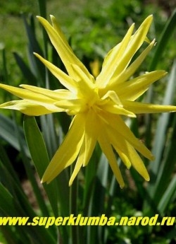 Нарцисс "РИП ВАН ВИНКЛЬ" (Narcissus "Rip Van Winkle") Очаровательное махровое маленькое создание, Ярко-желтые цветки с зелеными штрихами из-за разных по длине лепестков по виду похожи на георгины, продолжительность цветения - от 7-10 дней. высота 15-20 см   НЕТ В ПРОДАЖЕ
