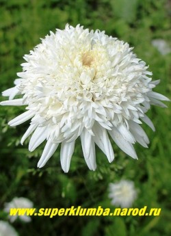 ПИРЕТРУМ ГИБРИДНЫЙ "Махровый белый" (Pyrethrum hybridum f. flore plena alba) цветок крупным планом.  ЦЕНА 450 руб (1шт) НЕТ НА ВЕСНУ