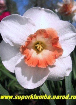 Нарцисс "ПИНК ВАЛЕНТАЙН" (Narcissus "Pink Valentine") крупнокорончатый. Снежно-белый околоцветник служит отличным фоном для желто-розовой коронки с сильногофрированным темнорозовым краем, один из лучших сортов 80-х годов.  НЕТ В ПРОДАЖЕ