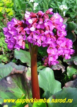 цветы крупным планом БАДАНА СЕРДЦЕЛИСТНОГО ''Пурпуреа мини'' (Bergenia cordifolia "Purpurea mini")  На солнце край листовой пластинки приобретает пурпурный оттенок . НОВИНКА! ЦЕНА 300 руб