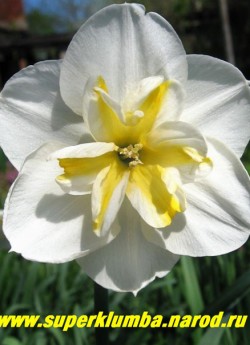 Нарцисс "ЛА АРГЕНТИНА" (Narcissus "La Argentina") разрезнокорончатый, Широкие белые лепестки и шикарную бабочковидную белую сплит-корону с оригинальной лимонно-желтой полосой в центре, среднепоздний, Приятный аромат, необычно длинные цветоносы. высота до 50 см, ЦЕНА 150 руб (3 шт)