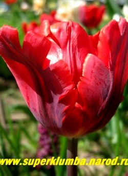 Тюльпан РОКОКО (Tulipa Rococo)  попугайный, насыщенно -красный с темнозелеными, позже темно-красными разводами по центру лепестка. Высота 40-45 см, среднепоздний.  НЕТ В ПРОДАЖЕ