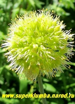 ЛУК КОСОЙ или ГОРНЫЙ ЧЕСНОК (Allium obliquum)   Соцветие крупным планом.   НЕТ В ПРОДАЖЕ