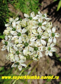 ЛУК ЧЕРНЫЙ или МНОГОЛУКОВИЧНЫЙ (Allium nigrum L. = Allium multibulbosum) Белые цветы с темнозелеными завязями сердцевинками собраны в крупные до 8 см соцветия на высоких (20-35 см) цветоносах. Соцветия ароматные и используются на срезку. Ланцетные листья имеют серо-зеленую окраску. Цветет в июне. НЕТ В ПРОДАЖЕ