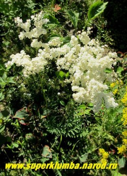 ЛАБАЗНИК ШЕСТИЛЕПЕСТНЫЙ "Флора плена" (Filipendula hexapetala flora plena) Очень красивая махровая форма. Кустики до 40 см высотой, редкий в садах. Цветет в июне белыми махровыми цветами в густых соцветиях 25-30 дней.  ЦЕНА 300руб  (делёнка)