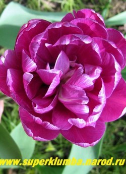 Тюльпан БЛУ ДАЙМОНД (Tulipa Blue Diamond)  махровый поздний (пионовидный), редкий сиренево-голубой цвет, Высота цветка около 7 см. долгое до 2-3 недель цветение . отличная срезка, высота до 40 см НЕТ В ПРОДАЖЕ