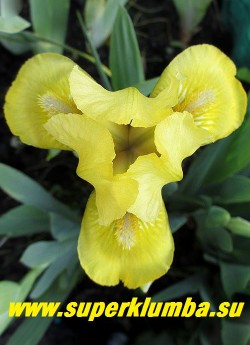 Ирис БРЭССИ (Iris Brassie) Стандартный карликовый.  лимонно-желтые цветы с желто-белой бородкой. Высота 15-20 см. ЦЕНА 200 руб