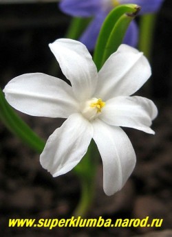 ХИОНОДОКСА ЛЮСИЛИИ "АЛЬБА" (Chionodoxa Luciliae var. alba)  белоснежные крупные звездчатые цветы диаметром 3-5 см, высота до 15 см, Цветет в апреле-мае в течение 20 дней, НЕТ В ПРОДАЖЕ