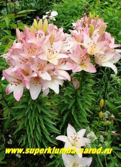 Лилия МАРЛЕН (Lilium   Marlen) Азиатский гибрид. Две лилии на грядке. Лилия этого сорта склонна к фасциации (срастанию стеблей), что приводит к поразительному эффекту – одновременному цветению до 100 цветков на стебле. ЦЕНА 300-400 руб