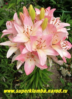 Лилия МАРЛЕН (Lilium   Marlen) Азиатский гибрид. Цветок с бледно-розовыми лепестками, светлеющими к центру, очень мощное цветение, на одном цветоносе до сотни цветов! высота 90-120 см   ЦЕНА 300-400 руб