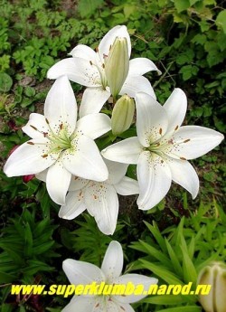 Лилия КВАЙТО (Lilium  Kwaito)  Азиатский гибрид, белая с небольшим крапом , цветет июль, высота до 70 см.,  Цена 250 руб  (1 лук)