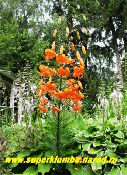 Лилия тигровая "ТИГРИНУМ СПЛЕНДЕРС" (Lilium tigrinum Tigrinium splendens)  ярко-оранжевые чалмовидные цветки с густым крапом, на одном соцветии 15 -25 цветов диаметром 6-7см., цветет июль-август, высота до 130 см, неприхотливая,   НЕТ В ПРОДАЖЕ.