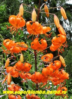 Лилия тигровая "ТИГРИНУМ СПЛЕНДЕРС" (Lilium tigrinum Tigrinium splendens)  Листва у этого вида тонкая и узкая. НЕТ В ПРОДАЖЕ.