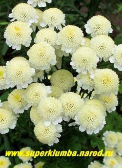 ПИРЕТРУМ ДЕВИЧИЙ "Сноу драфт" (Matricaria eximia "Snow Draft") соцветия в полном роспуске цветы становятся чисто-белыми. В Подмосковье выращивается как 2- летник, но легко возобновляется самосевом.   НЕТ  В ПРОДАЖЕ