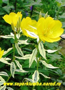 ЭНОТЕРА  КУСТАРНИКОВАЯ  "Зильберблатт"(Oenothera fruticosa "Silberblatt") Цветы крупным планом. Диаметр цветка 4-5 см.  НЕТ В ПРОДАЖЕ