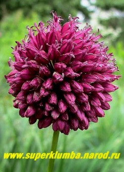 ЛУК КРУГЛОГОЛОВЧАТЫЙ (Allium sphaerocephalon) , соцветие крупным планом. НЕТ В ПРОДАЖЕ