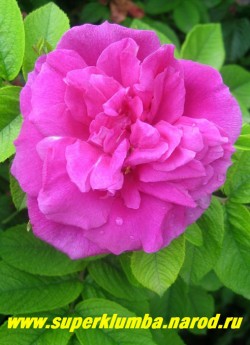 РОЗА МОРЩИНИСТАЯ "Малиново-розовая" (Rosa rugosa) крупные махровые малиново-розовые цветы с ароматом, высота до 1,5м, цветет июль- август , хороша для живой изгороди, не накрывать на зиму . Лепестки можно использовать для варки вкусного варенья и киселя. НЕТ  В ПРОДАЖЕ