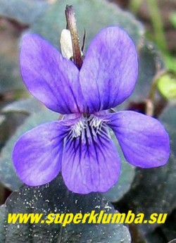 ФИАЛКА ЛАБРАДОРСКАЯ "Пурпуреа" (Viola labradorica "Purpurea")  Цветок крупным планом.  ЦЕНА 250 руб. (1 дел)