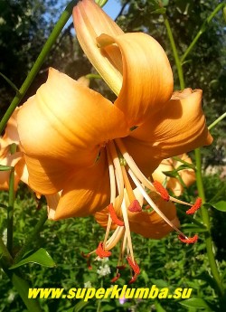 Лилия тигровая "ПЕРЛ СТЕЙСИ" (Lilium tigrinum "Pearl Stacey") Цветок крупным планом. НОВИНКА!  ЦЕНА 300 руб (1 шт)