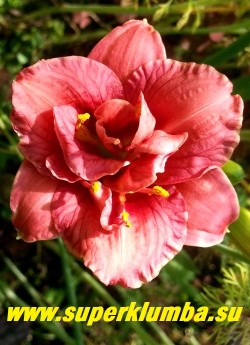 Лилейник КЬЮТ ЭС КЭН БИ (Hemerocallis Cute As Can Be) миниатюрный высотой 25-30 см, красивый  махровый красно-розовый цветок с желтой серединкой. цветение июль-август,  диаметр цветка 5 см.  Полувечнозеленый, диплоид.  НОВИНКА! ЦЕНА 500 р (1 шт) НЕТ В ПРОДАЖЕ