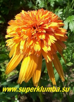 Эхинацея "МАРМЕЛАД" (Echinacea "Marmalade")  Крупные махровые цветы меняющие свой цвет от желтого в начале роспуска до мандаринового в конце. Первая желто-оранжевая махровая эхинацея. Очень красивый сорт! Высота 70-80 см. НОВИНКА! ЦЕНА 500 руб (делёнка)