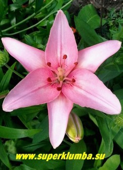 Лилия ПИНК СУПЕРИОР (Lilium  Pink Superior)  Азиатский гибрид, цветок крупным планом.  НЕТ В ПРОДАЖЕ