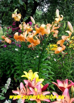 Лилия тигровая "ПЕРЛ СТЕЙСИ" (Lilium tigrinum "Pearl Stacey") Персиковая. Цветы направлены вниз, лепестки завернуты вверх. Высота 90-110 см.  ЦЕНА 300 руб (1 шт)