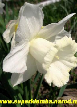 Нарцисс "МАУНТ ХУД" (Narcissus "Mount Hood") Трубчатый. Шикарный крупный цветок с молочно-белым околоцветником. Трубка крупная широкая сначала желто-лимонная, в процессе цветения становится ослепительно белой. Цветонос прочный, высота 40 см, цветок 12/14, великолепная срезка, неприхотливый сорт. ЦЕНА 200 руб ( 3 шт)