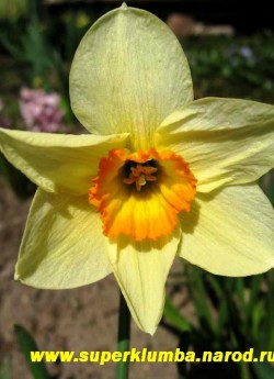Нарцисс "РЕД ДЕВОН"   (Narcissus "Red devon") Старинный сорт с лимонно-желтыми лепестками околоцветника и оранжевой коронкой. Простой ранний, ароматный, высота до 50 см, НЕТ В ПРОДАЖЕ